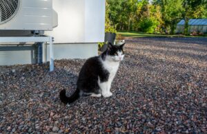 cat,sitting,infront,of,house,and,air,source,heat,pump