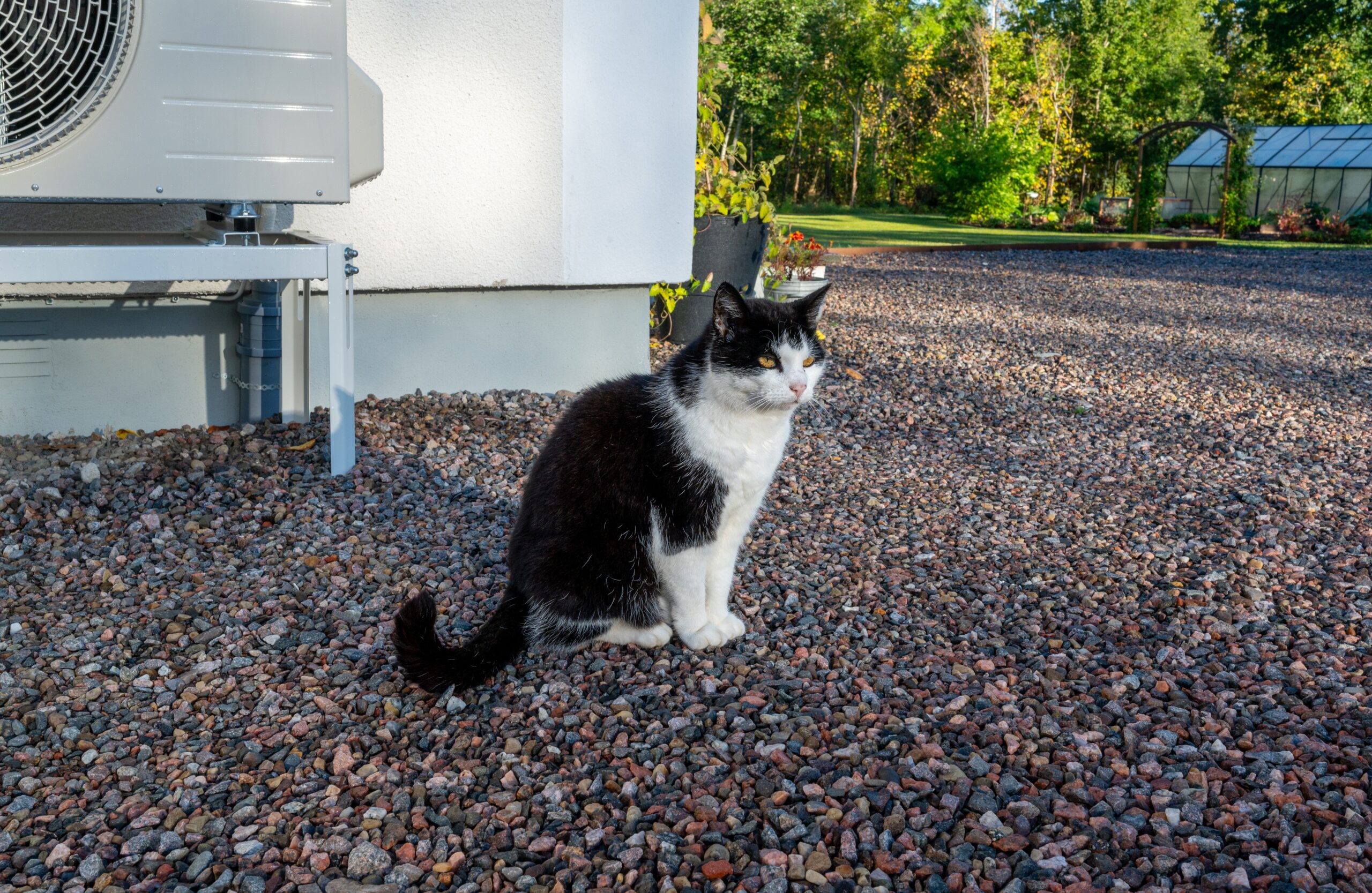 cat,sitting,infront,of,house,and,air,source,heat,pump