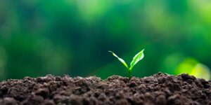 growing,seedlings,and,reforestation,for,the,environment